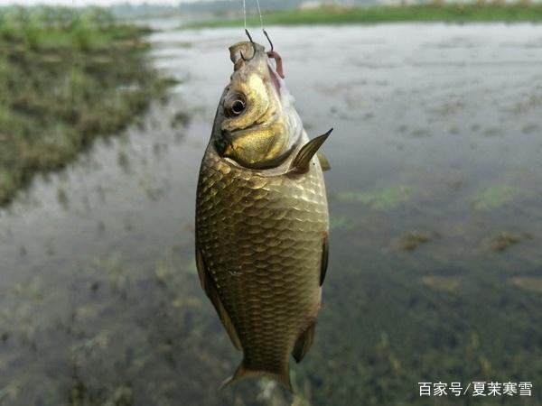 釣魚用什么餌料好？這3組野釣配方，個個都是經典，鯽鯉魚的都有