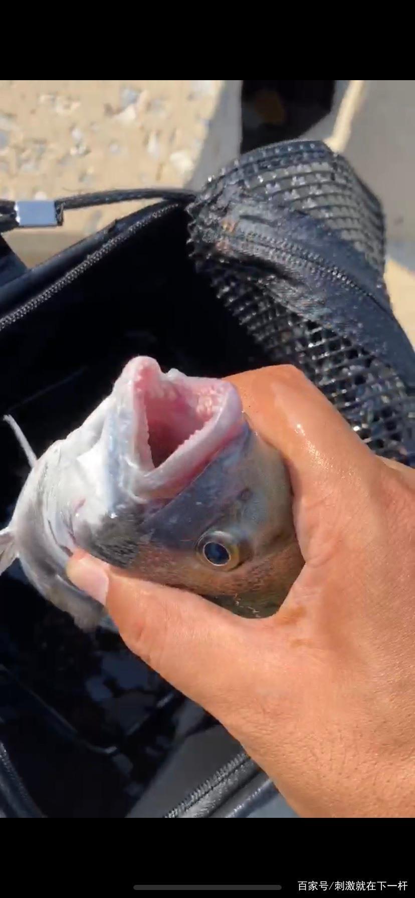 秦皇島春鯛磯釣分享