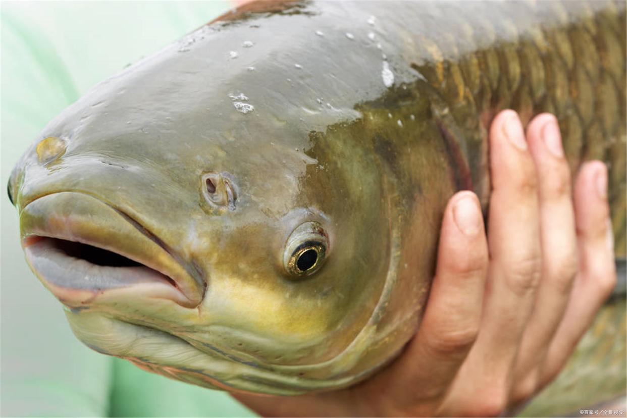 夏季釣草魚，選點與打窩那點事兒，看一遍就懂了
