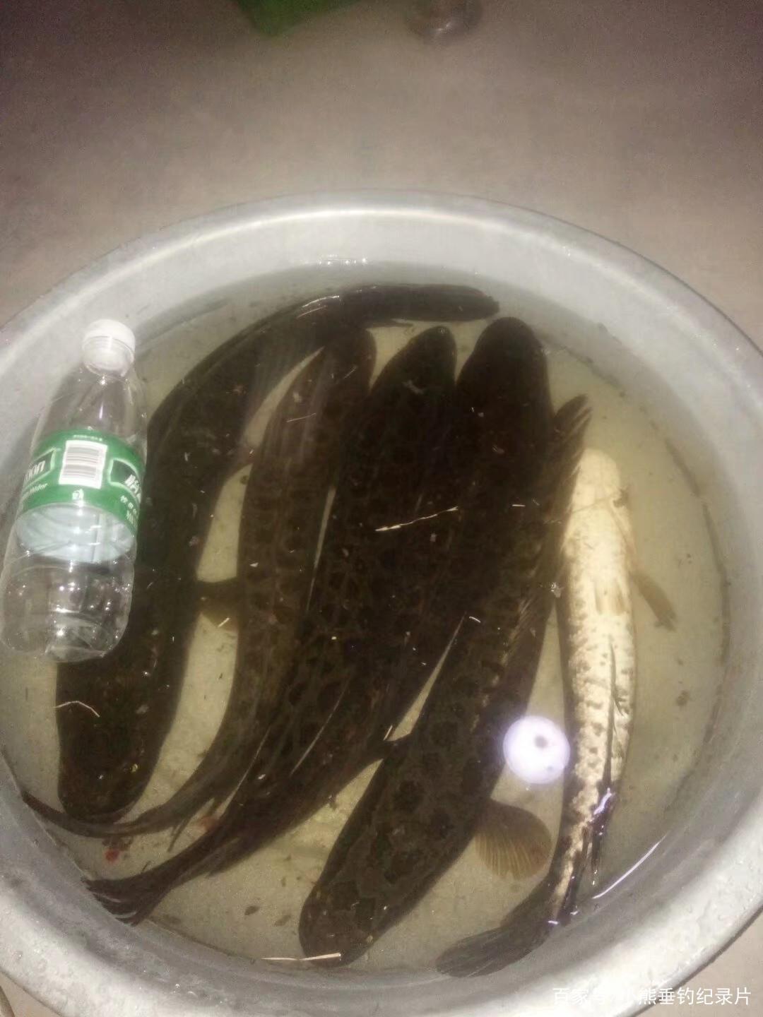 黑魚又叫酸菜魚，你愛吃嗎？我又不教你做菜，我教你釣黑魚！
