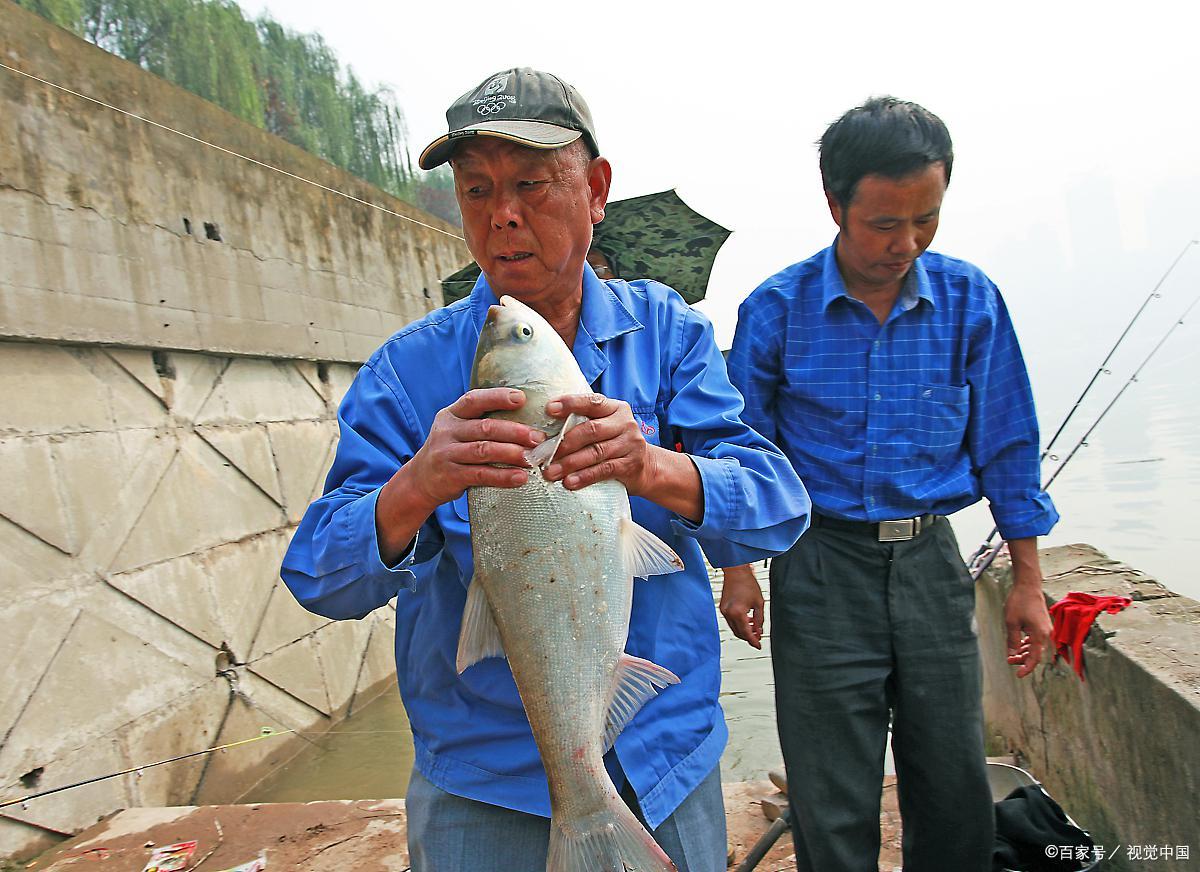 夏季釣草魚和鰱鳙怎么釣？值得學習
