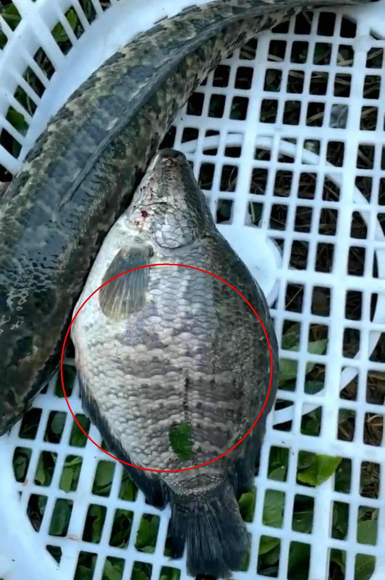廣東男子釣了條“怪黑魚”，魚身又寬又短，這能吃嗎？
