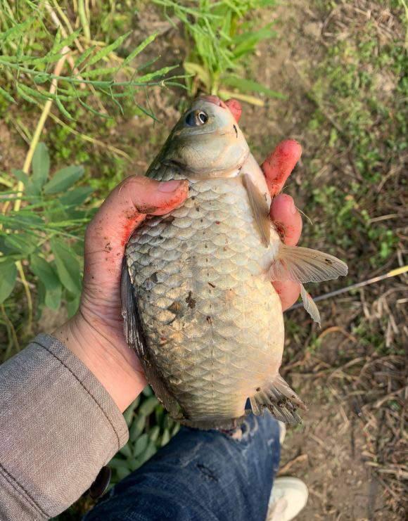 春季野釣大鯽魚釣法分享，上魚概率高且都是大的