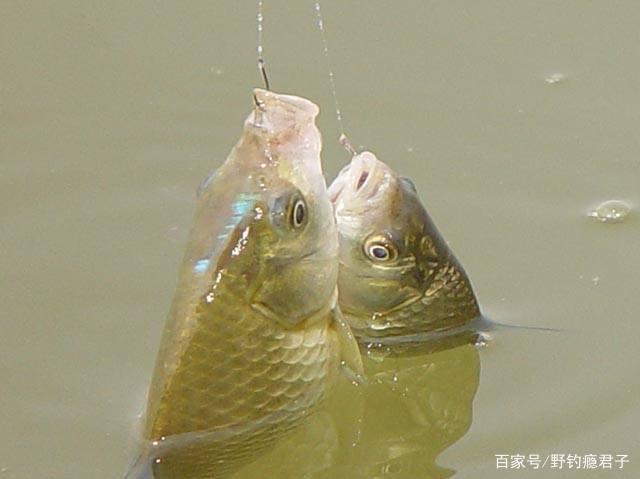 野釣鯽魚技巧