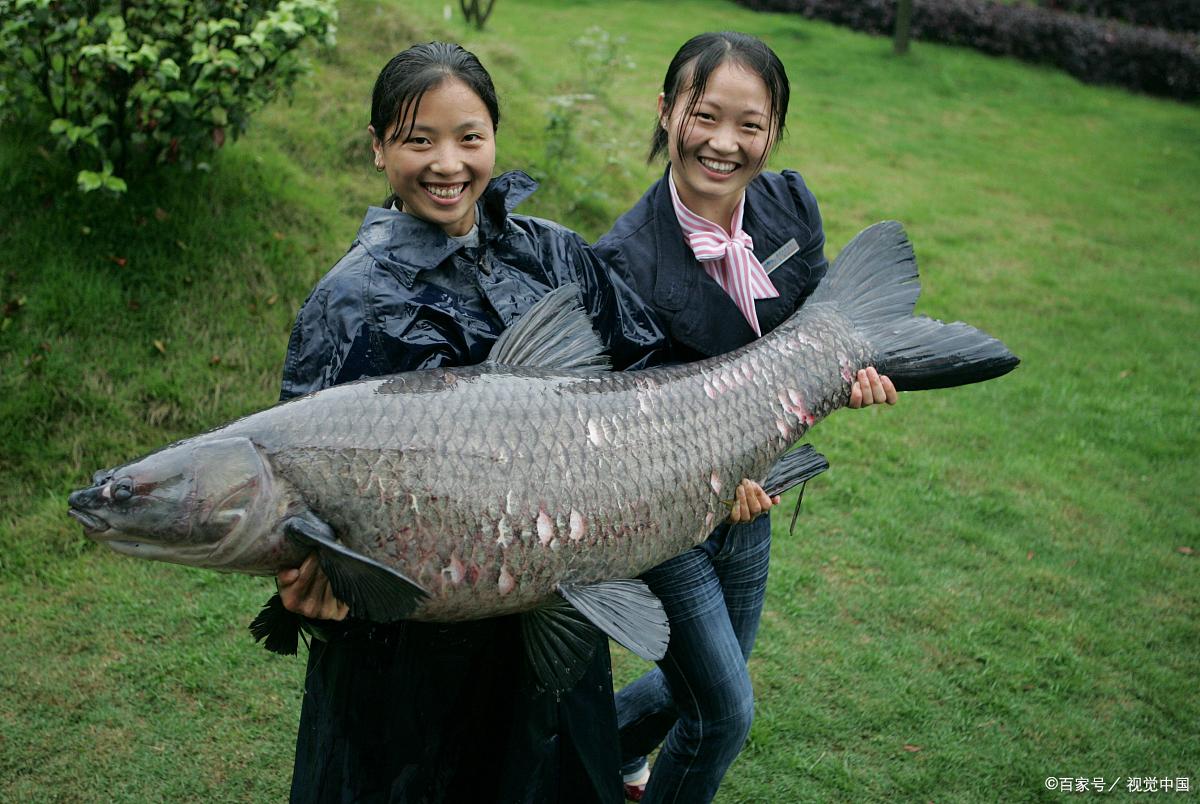 夏季釣青魚就這幾招，明白青魚食性魚獲就能釣的多