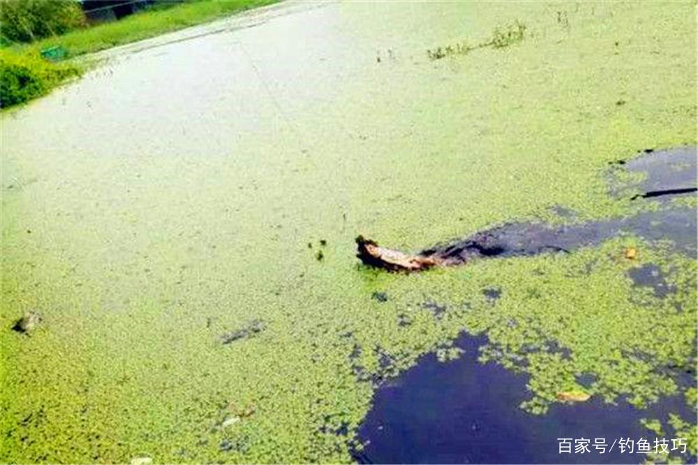 梅雨季節釣黑魚，用對了方法，比拉白條還容易！