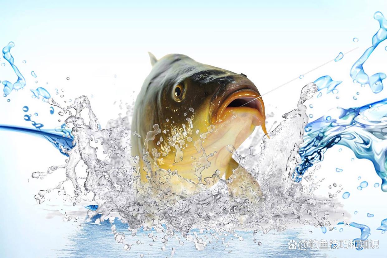 魚口好壞對釣魚方法的影響，需要有針對性地改變釣法