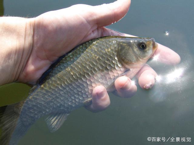 野釣鯽魚調漂：鉛皮到底和不到底的區別，從以下幾點就能看出