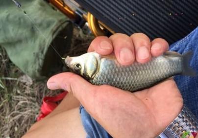 水庫釣鯉魚的絕招，學會肯定有用