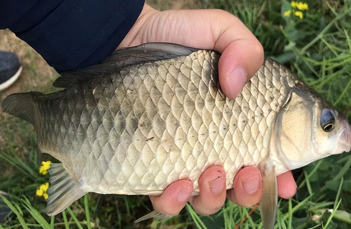 夏季野釣鯽魚全攻略，打開3扇“黃金大門”，鯽魚一條接一條