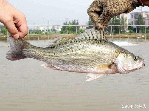 釣鱸魚用這套技巧堪稱絕妙，四個步驟輕松做到，鱸魚一次遛到過癮