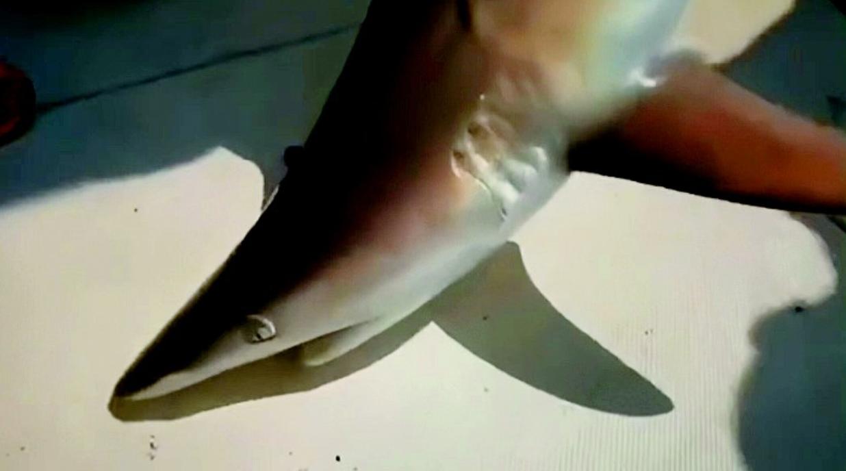 海釣“中獎”誤捕鯊魚