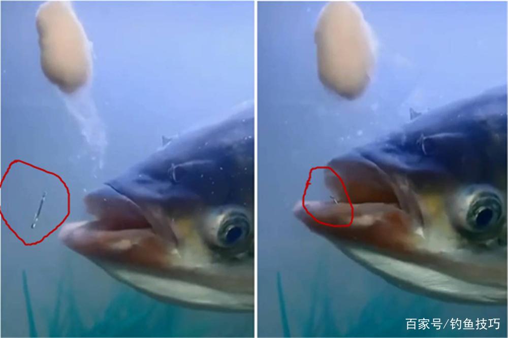 野釣就沒什么魚好釣，如果有？那就是鰱鳙，秘訣都在子線上