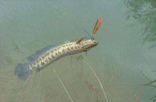 5月左右黑魚最好釣，千萬不要放過這些釣黑的方法！