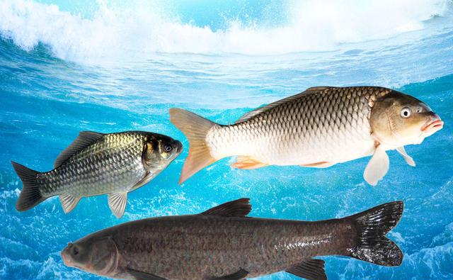 野釣高手釣魚的5個訣竅，經常滿載而歸，學會了你也能行