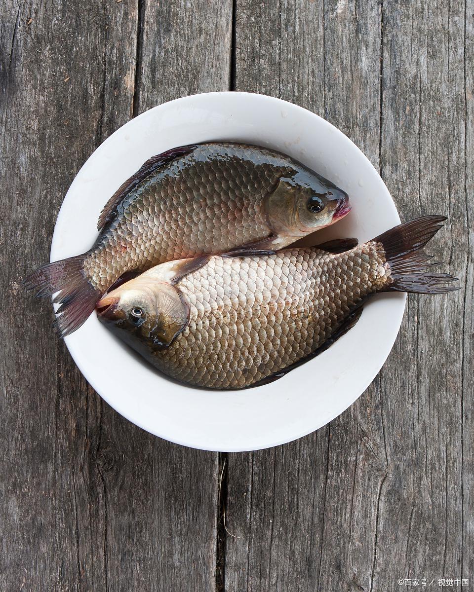 春季釣鯽魚分時節不同的釣魚技巧