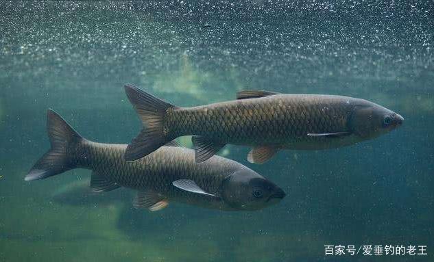 鯽魚、草魚、鯪魚、黑魚、鯰魚的釣法解析，領悟透能秒殺一切水域