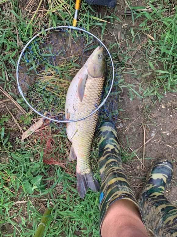 初夏釣草魚攻略，成本有點兒大，但草魚確實好吃