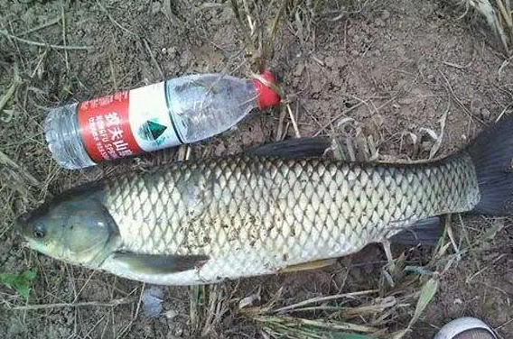 晚春時節釣草魚，老漁翁透露3個“妙招”，讓草魚有來無回！