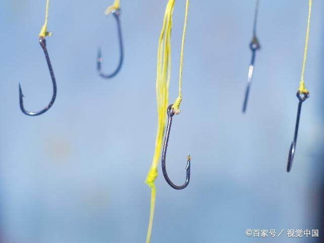 你想在夜晚時釣獲黑魚嗎？那么有關黑魚的這些知識，你一定要知道