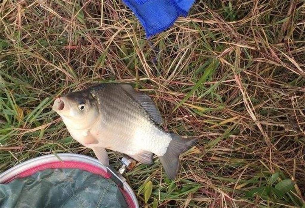 外出想釣點鯽魚，卻被黃顙魚鬧了窩，取鉤太煩了，要怎么避免呀？