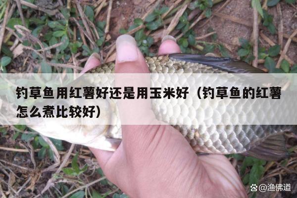 釣草魚用紅薯好還是用玉米好（釣草魚的紅薯怎么煮比較好）