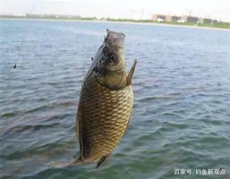 為什么有那么多人喜歡釣鯽魚