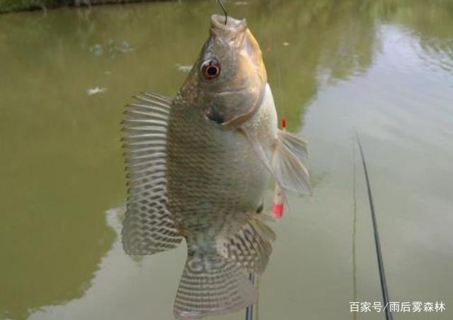 天熱了以后，使用這些方法垂釣羅非魚，效果是非常不錯的