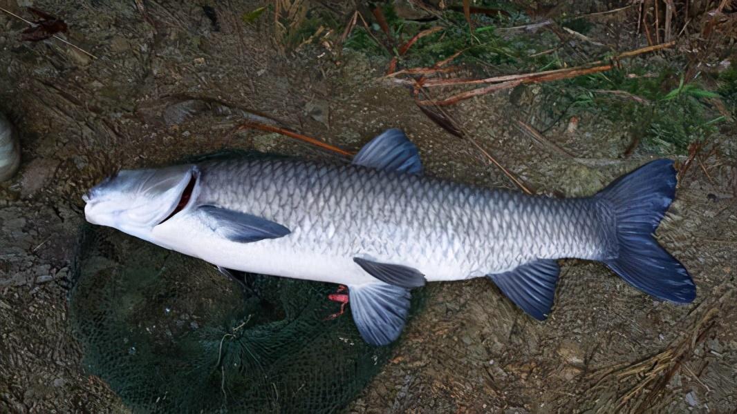 想要釣青魚，必須了解它的三個顯著習性