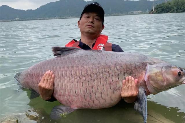 農民釣到一條70斤的魚，魚販用50000元買下，事后農民說：虧大了