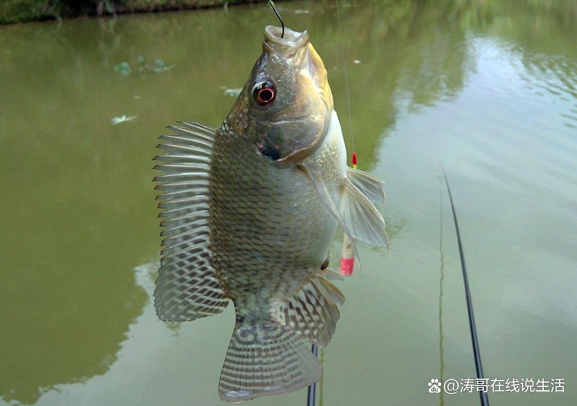 釣魚，河水泛濫釣羅非