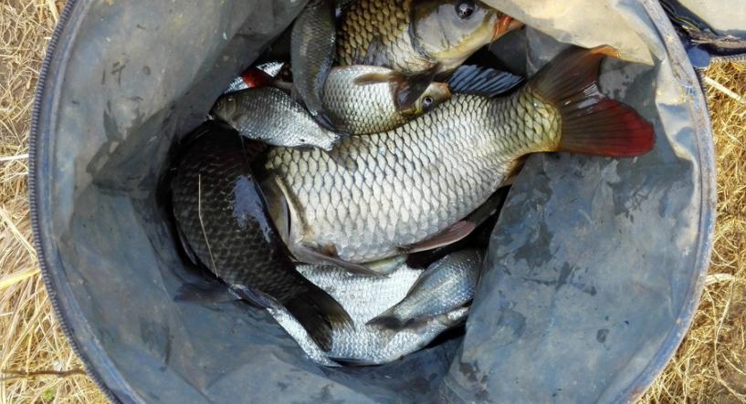 釣鯽魚，想比別人釣得多，先要了解鯽魚的生活習性