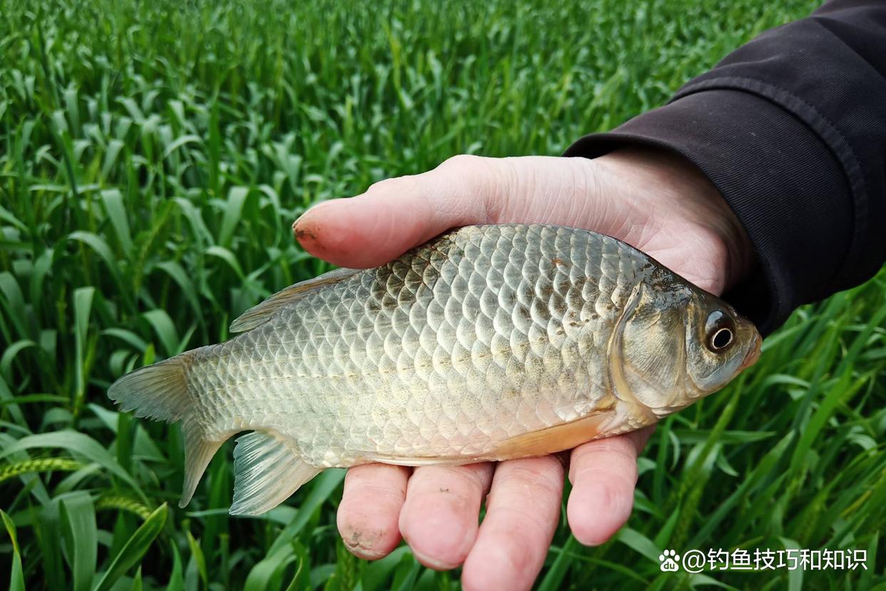 野釣鯽魚分成四個步驟，嚴格按照流程走，漁獲一般少不了