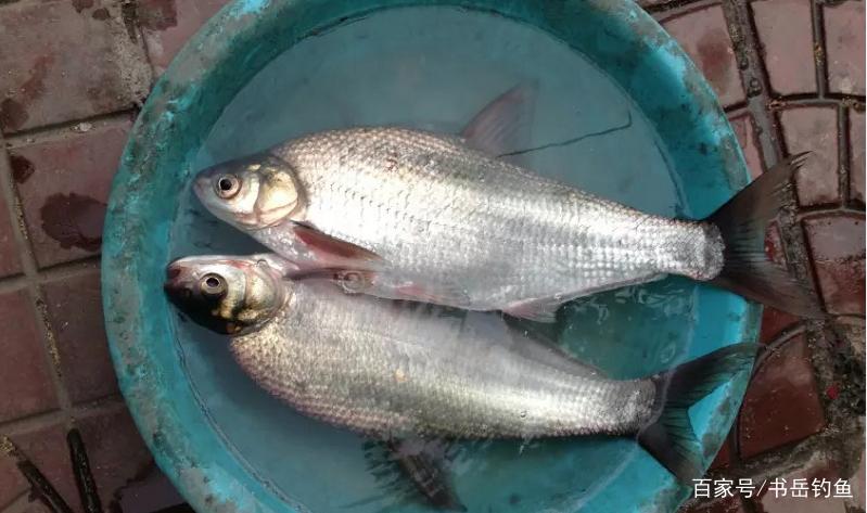 解讀：釣魚中常用的餌料，到底有著哪些功能？又有著怎樣的用法？