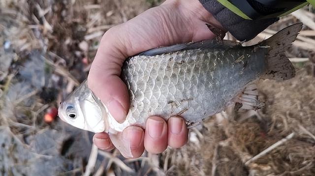 春季野釣鯽魚怎么用餌？教你高效配餌“秘訣”，新手也能輕松“爆護”
