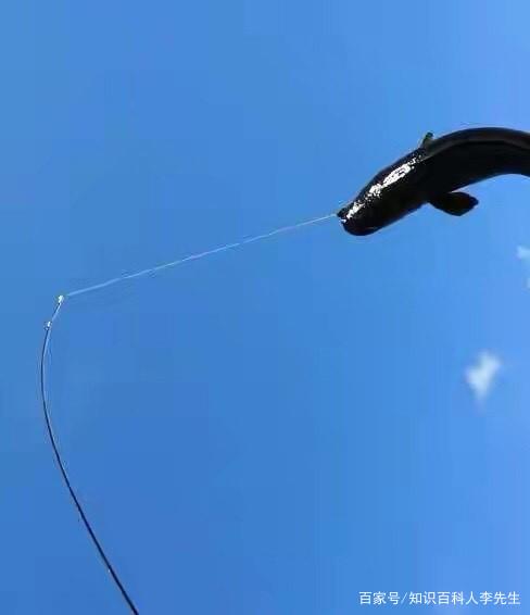 野釣大黑魚最佳使用技巧分享