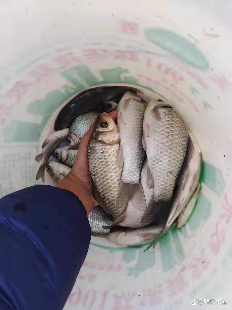 軟尾磯竿作釣鯽魚時的技巧與方法