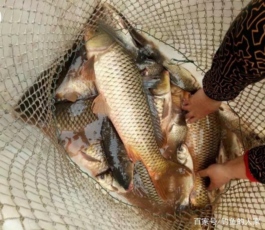 深山水庫野釣，爆釣80斤野生大魚，收獲野生鯽魚、鯉魚和草魚