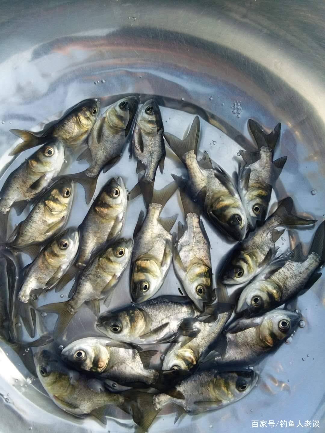 夏天學會這些釣鰱鳙的技巧，像鄧剛老師一樣到處“盤老板”