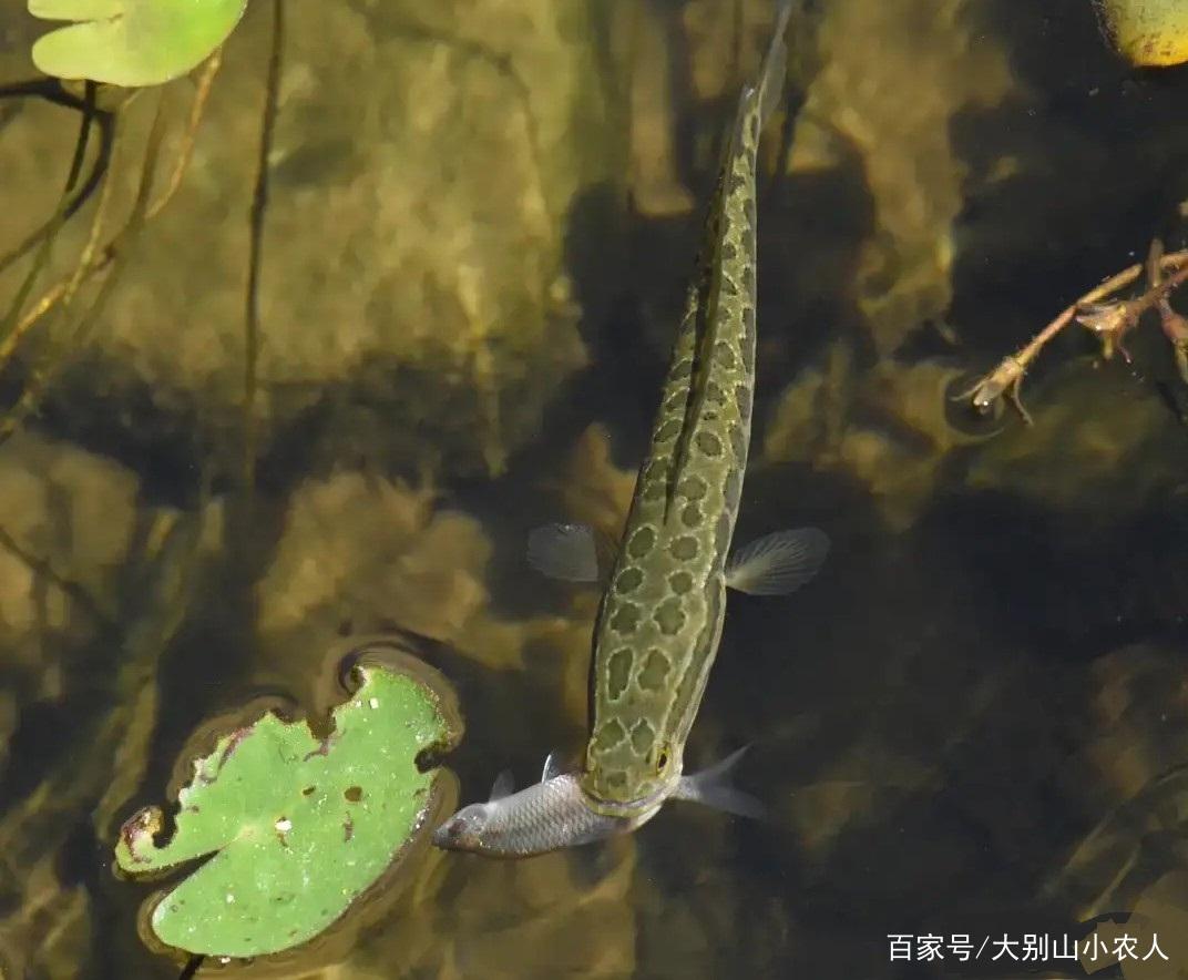 黑魚的怒吼：入侵美國胖如“豬”，國內貴為孝魚卻活成了酸菜魚