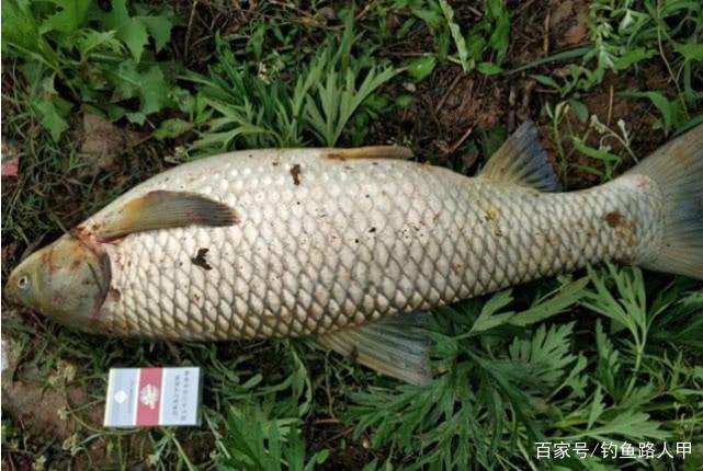釣草魚還要到處拜師？用心記牢這幾招，小白也能彎弓上大草