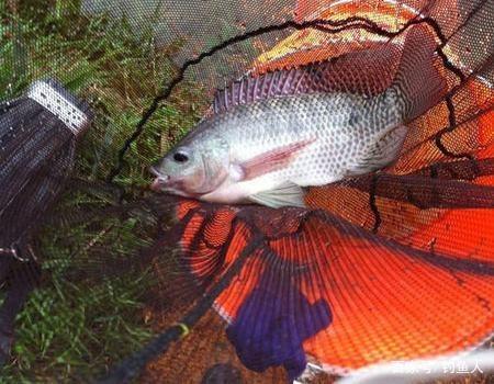 老釣魚人透露的方法：羅非魚這么釣，好釣到飛起！