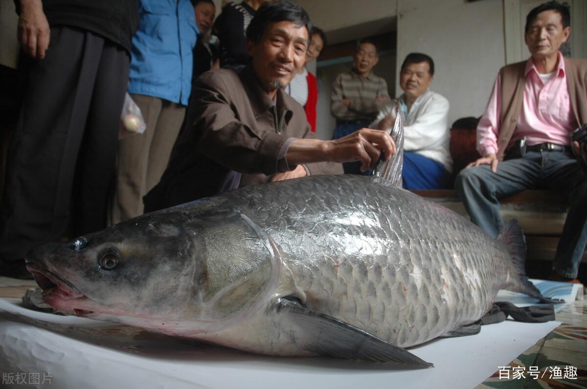 青魚的“寶藏”：魚嘴咽喉處的石頭，竟是隱藏的“玉石”？