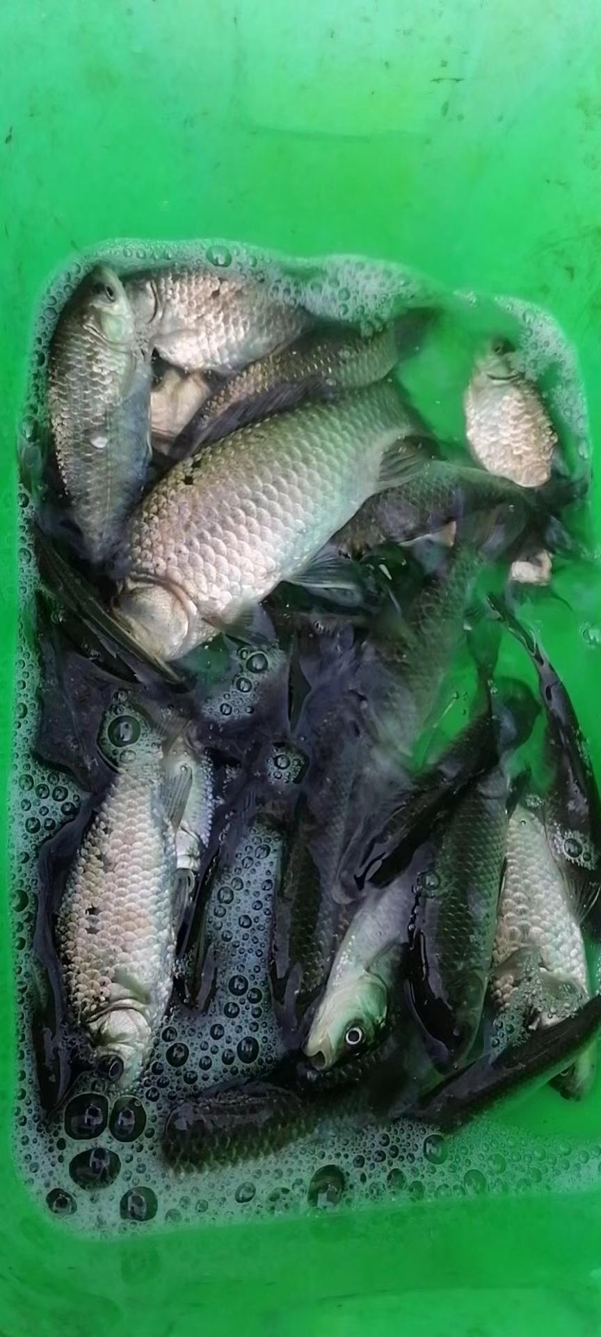 四月谷雨，釣鯽魚的黃金期已來臨。要想爆護，做到以下幾點即可