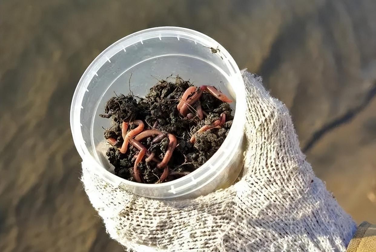 用蚯蚓釣不到魚？不知道這5個技巧，魚再多也很難釣到