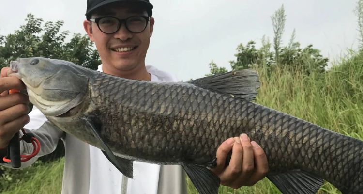 冬天黑坑釣青魚技巧