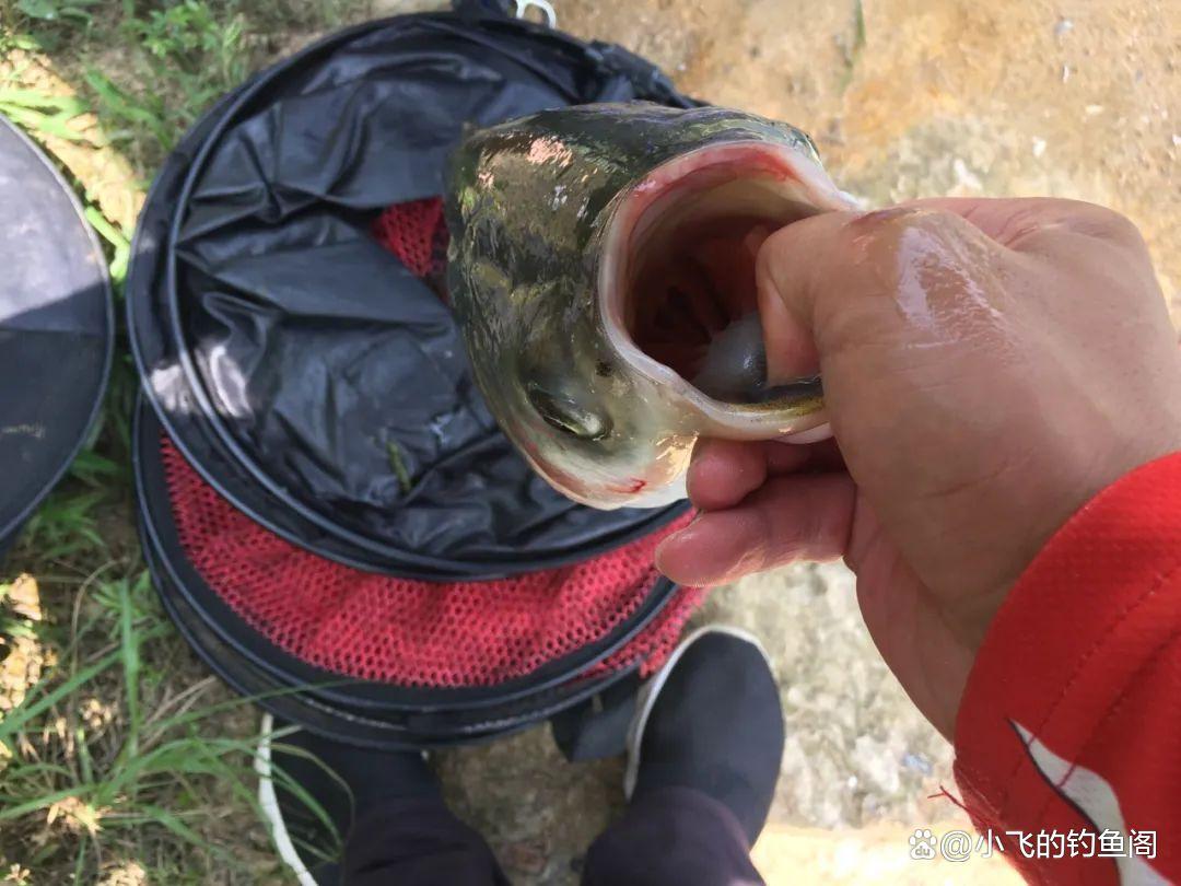 釣鰱鳙該不該打窩？這2種方法都可以，關鍵在于餌料狀態的調整