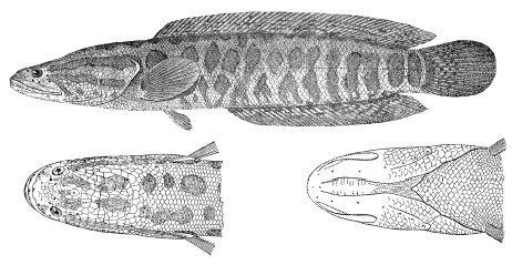 「魚的生活規律」黑魚養殖業之害的習性和釣法，五葷三厭之烏魚
