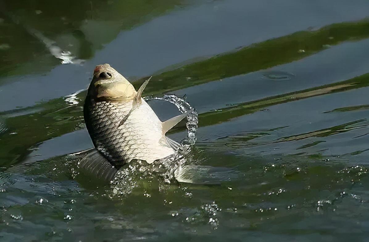 鯽魚難釣？野外垂釣，只要把握這三個方面，有助于上鯽魚