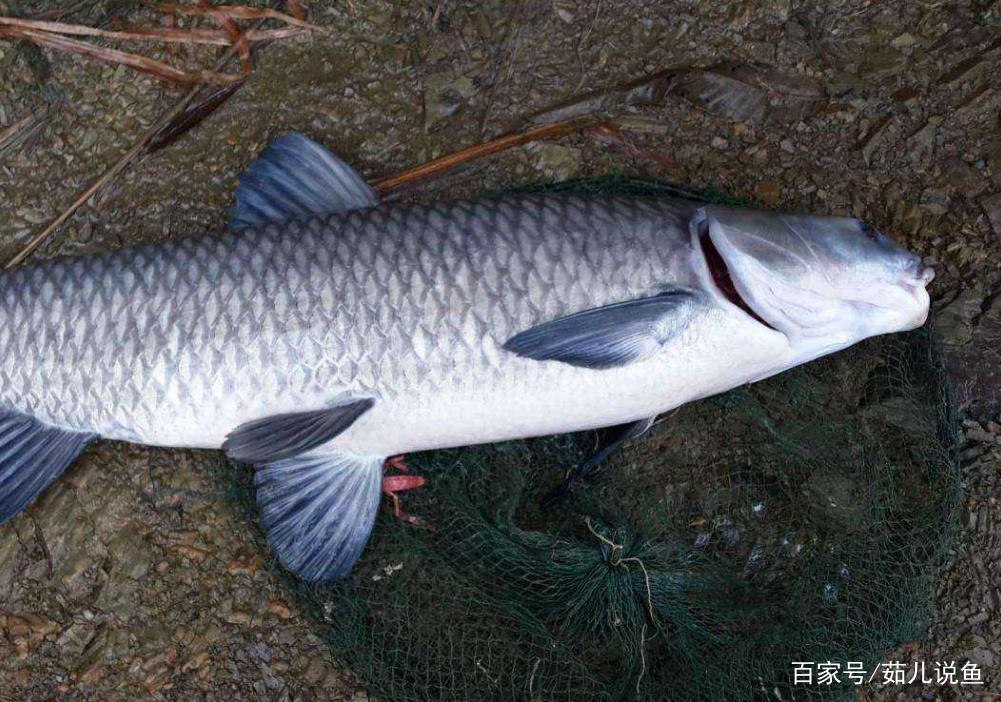 夏季如何作釣大青魚？想要有個好收獲，趕快收藏起來吧